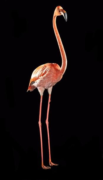 null Flamant des caraïbes ou Flamant rouge (Phoenicopterus ruber) ou (Phonicopterus...