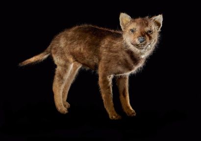 null Loup (Canis lupus) (II/A-CE): beau spécimen juvénile naturalisé sur socle provisoire...