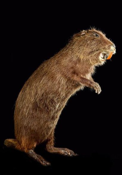 null Ragondin (Myocastor coypus) (CH): spécimen naturalisé en station bipède, accident...