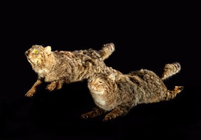 null Chat sauvage (Felis silvestris) (II/A-CE): un ensemble de 2 spécimens naturalisés...