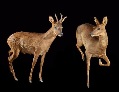 null Chevreuil d'Europe (Capreolus capreolus) (CH): couple naturalisé en entier sans...