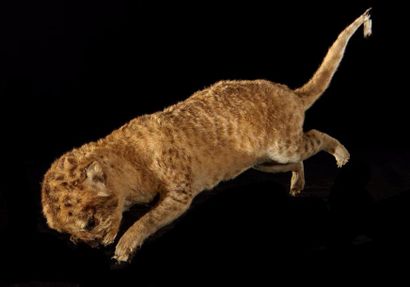 null Lion d'Afrique (Panthera leo) (II/B): spécimen juvénile naturalisé sans socle
Pour...