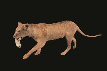 null Lion d'Afrique (Panthera leo) (II/B): spécimen femelle de grande taille naturalisé...