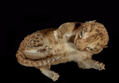 null Lion d'Afrique (Panthera leo) (II/B): spécimen juvénile naturalisé en position...