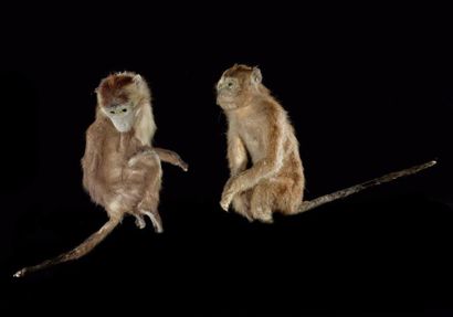 null Un ensemble de 2 spécimens anciens de primates naturalisés avec et sans socle...