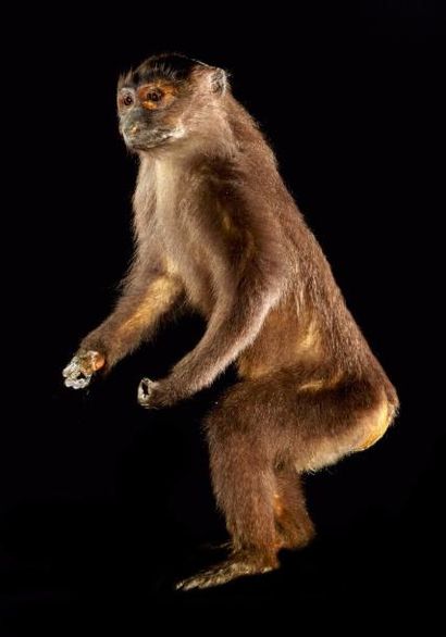 null Primate spp (II/B): spécimen ancien naturalisé en station bipède sur socle provisoire
Pour...