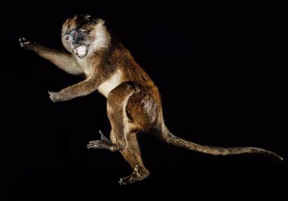 null Primate spp (II/B): spécimen ancien naturalisé en station bipède gueule ouverte...
