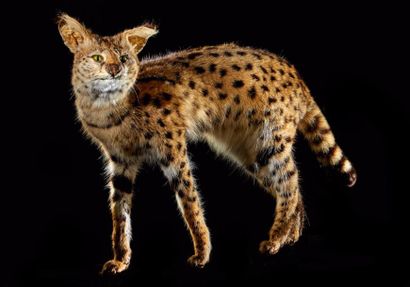 null Serval (Felis serval) (II/B): spécimen naturalisé sur socle provisoire
Pour...