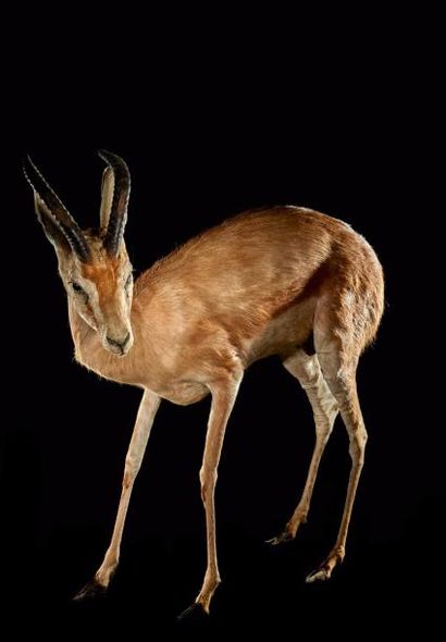 null Gazelle dorcas (Gazella dorcas) (III/C): spécimen ancien naturalisé en entier...