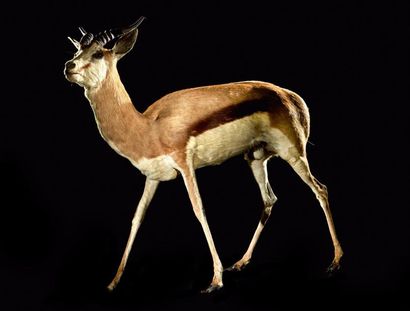 null Gazelle Springbok (Antidorcas marsupialis) (CH): spécimen ancien naturalisé...
