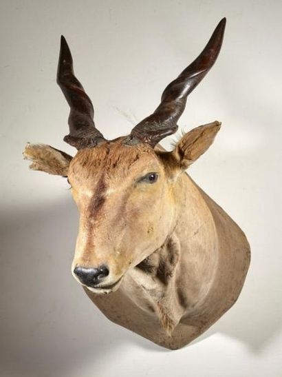 null Elan du Cap (Taurotragus oryx) (CH) : tête en cape

(accidents) 

En l'état...