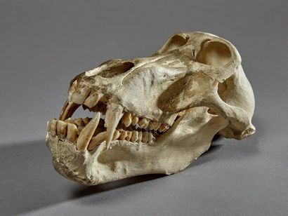 null Babouin chacma (Papio ursinus) (II/B) : crâne avec mandibule inférieure, belle...