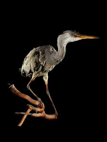 null Héron cendré (Ardea cinerea) (CE) : beau spécimen ancien naturalisé sur branche...