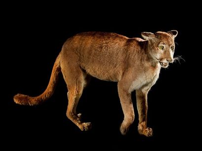 null Puma (Felis concolor) (II/B) : spécimen naturalisé gueule ouverte en attitude...