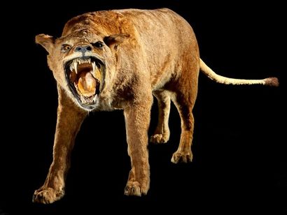 null Lion d'Afrique (Panthera leo) (II/B) : spécimen femelle naturalisé gueule ouverte...