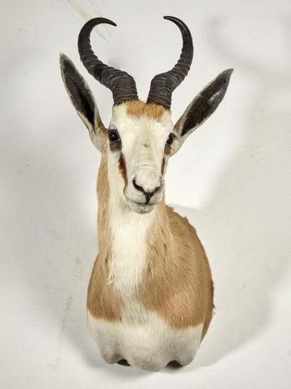 null Gazelle Springbok (Antidorcas marsupialis) (CH) : belle tête en cape 	

