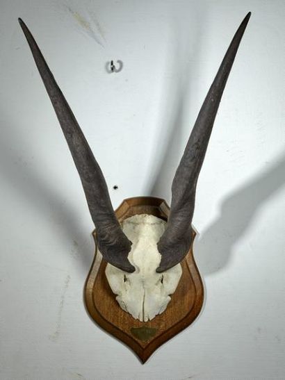 null Elan du Cap (Taurotragus oryx livingstonii) (CH) : frontal sur écusson d'une...