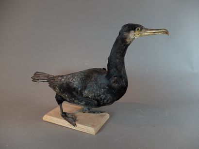 null Grand cormoran (Phalacrocorax carbo) (CE) : spécimen naturalisé en entier 

Collection...