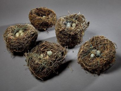 null Un lot comprenant 5 nids avec œufs de merle noir (Turdus merula) (CH) 

Collection...