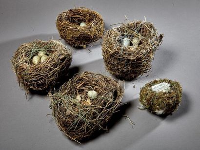 null Un lot comprenant 4 nids avec œufs de merle noir (Turdus merula) (CH) et un...