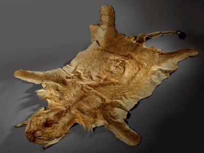 null Lion d'Afrique (Panthera leo) (II/B) pré-convention : peau plate d'un spécimen...