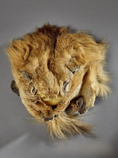 null Masque faciale de lion d'Afrique mâle (Panthera leo) (II/B) pré-convention 

Pour...