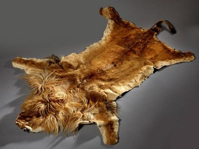 null Lion d'Afrique (Panthera leo) (II/B) pré-convention : peau plate avec inscription...