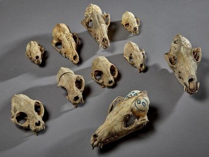 null Lot de crânes de mammifères avec ou sans mandibule inférieure comprenant : Chat...