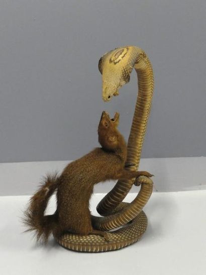 null Cobra (Elapidae spp) (II/B) pré-convention : scène d'un combat entre une mangouste...