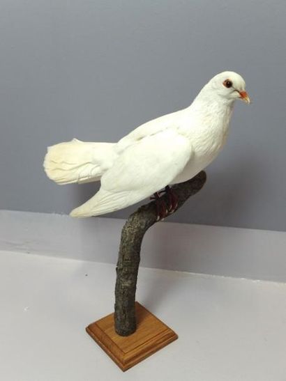 null Pigeon paon domestique (Columbia livia) (D) : spécimen naturalisé sur branche...