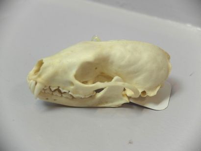 null Martre de Pennant ou Pékan (Martes pennanti) (CH) : crâne avec mandibule inférieure
Spécimen...