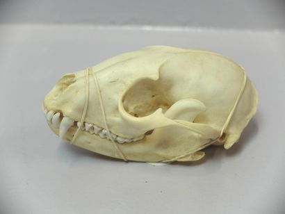 null Lynx du Canada (Lynx canadensis) (II/B) : crâne avec mandibule inférieure
Spécimen...