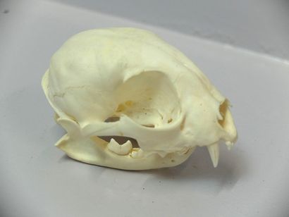 null Raton laveur (Procyon lotor) (NR) : crâne avec mandibule inférieure
Spécimen...