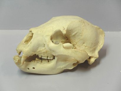 null Ours noir (Ursus americanus) (II/B) : crâne avec mandibule inférieure
Spécimen...