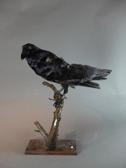 null Grand corbeau (Corvus corax) (CE) : spécimen naturalisé en entier sur branche...
