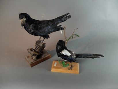 null Lot de 2 spécimens naturalisés en entier comprenant : corbeau freux (Corvus...