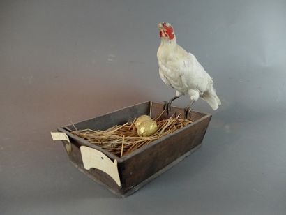 null Composition figurant "La poule aux oeufs d'or" : spécimen de Poule domestique...
