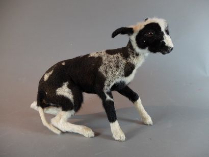 null Mouton domestique (Ovis aries) (D) : spécimen juvénile de coloration noire et...