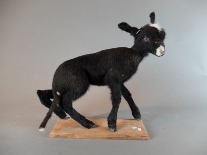 null Mouton domestique (Ovis aries) (D) : spécimen juvénile de coloration noire,...