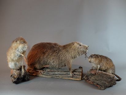 null Lot de 3 spécimens naturalisés en entier : Ragondin (Myocastor coypus) (CH),...