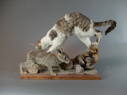 null Lot de 2 spécimens naturalisés en entier : Chat domestique (Felis catus) et...