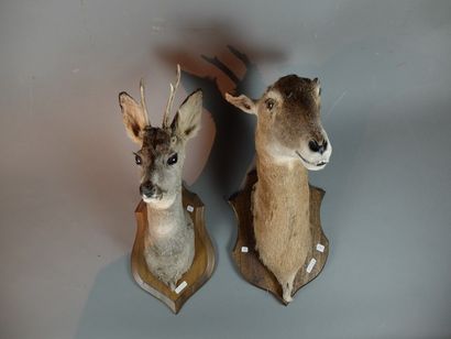 null Lot de 4 têtes naturalisées sur écusson en bois dont : Mouflon d'Europe (Ovis...