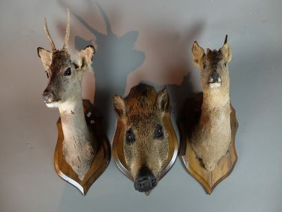 null Lot de 4 têtes naturalisées sur écusson en bois dont : Cerf élaphe (Cervus elaphus)...