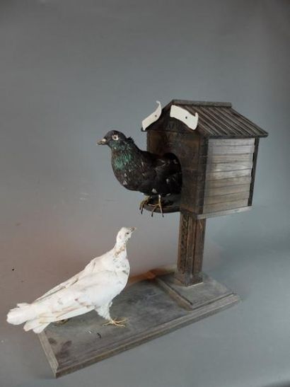 null Lot de 2 spécimens de Pigeon domestique (Columbia livia) (D) naturalisés en...