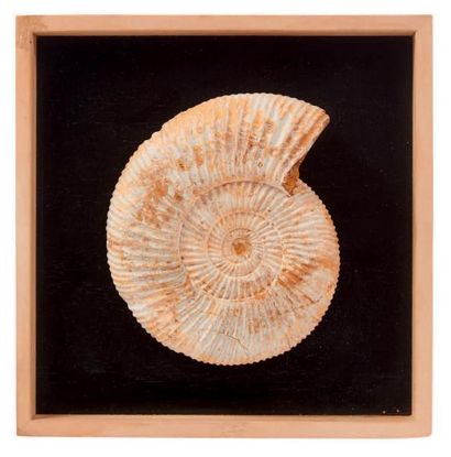 null Ammonite Cleoniceras, Albien, Crétacé, Madagascar