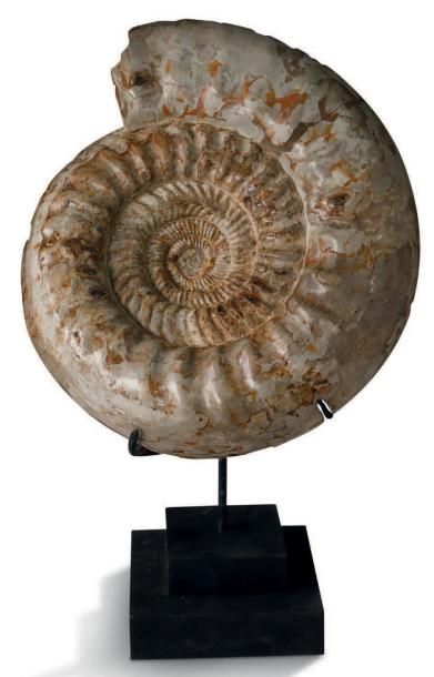 null Ammonite Perisphinctes (nacré)
Oxfordien. Sud Madagascar
Rare exemplaire présentant...
