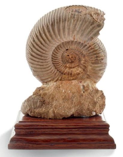 null Ammonite Perisphinctes nacrée, présentée sur un socle, Oxfordien, Jurassique,...