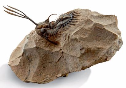 null Très beau Trilobite Wallicerops trifurcatus
Emsien sup. Foum zguid, Maroc
L:...