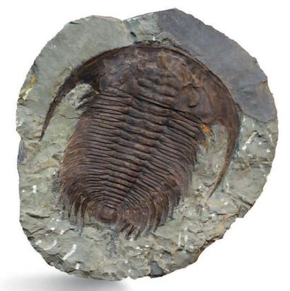 null Trilobite Acadoparadoxides Cambrien- Alnif
Maroc
Plaque: 42 x 40 cm
Parfait,...