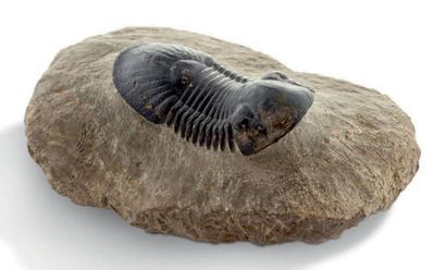 null Trilobite Paralejurus dormitzeri, Dévonien moyen, Alnif, Maroc
L: 7,2 cm